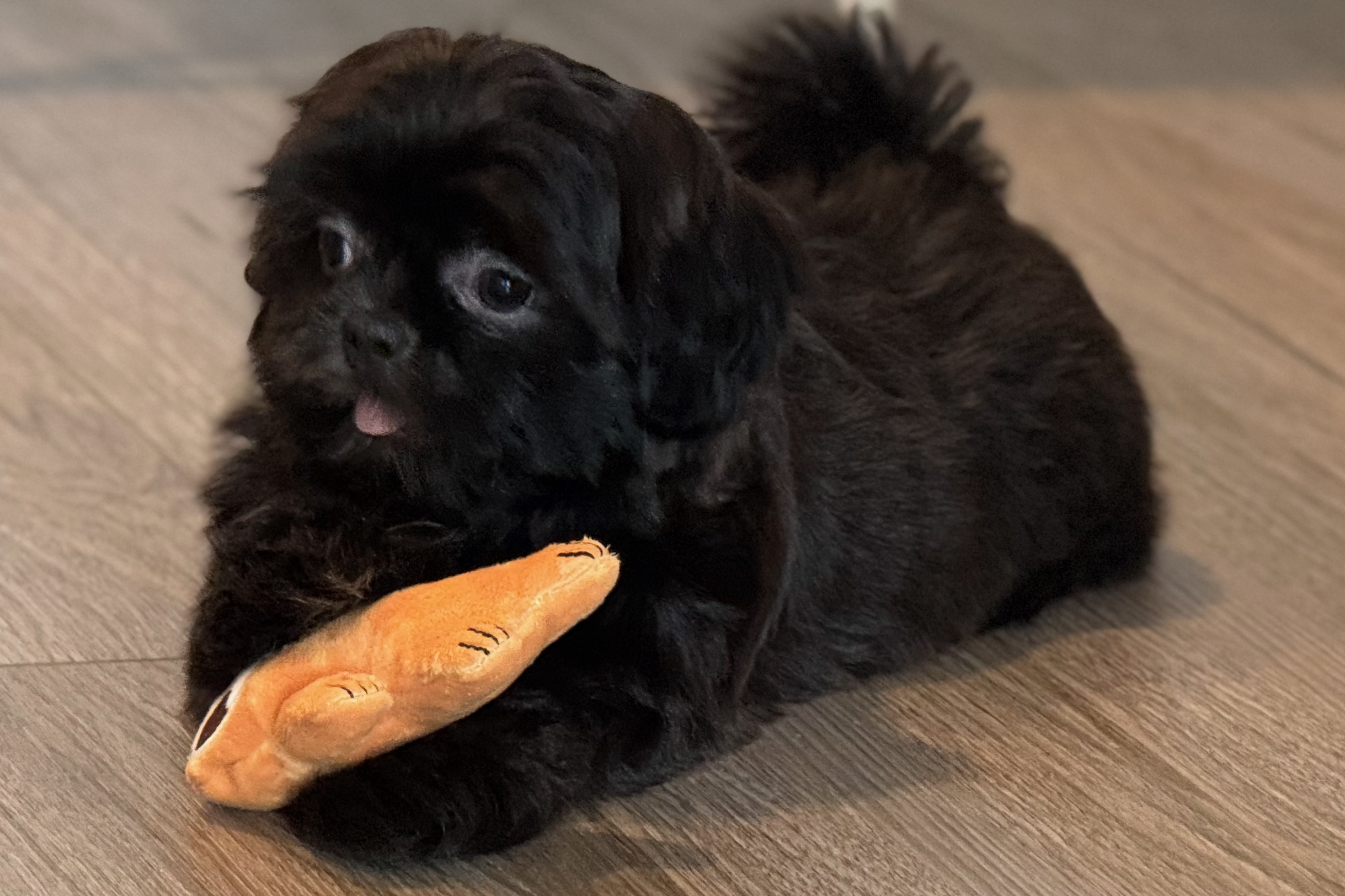 Photo of a Shih Tzu puppy.